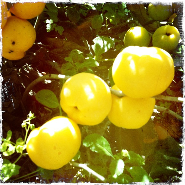 Chaenomeles Japonica